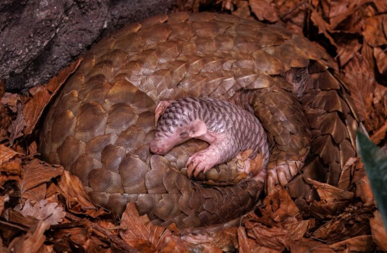 Mládě luskouna v Zoo Praha je k vidění. Anketa o výběru jména jde do finále