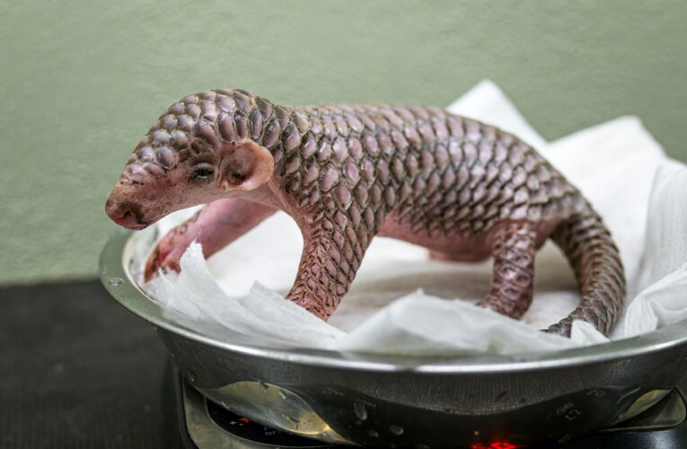 Mládě luskouna je samička. Jméno jí vybere veřejnost