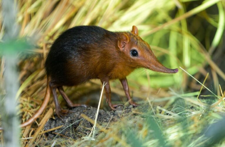 Zoo Praha poprvé odchovala Bércouny Petersovy