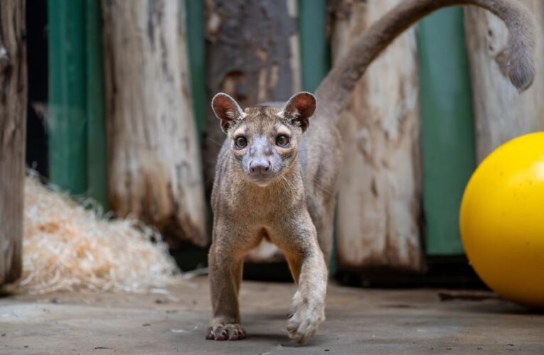 Zoo Praha nově chová fosy