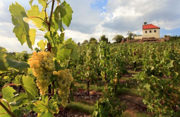 Oslavy sklizně na Vinici sv. Kláry budou už za měsíc