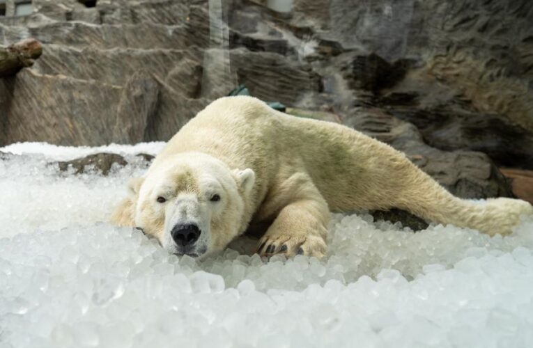 Zoo Praha opět pod ledem!