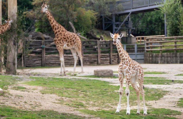 KMOTRAMI ŽIRAFY V ZOO PRAHA BUDOU BASKETBALISTKY