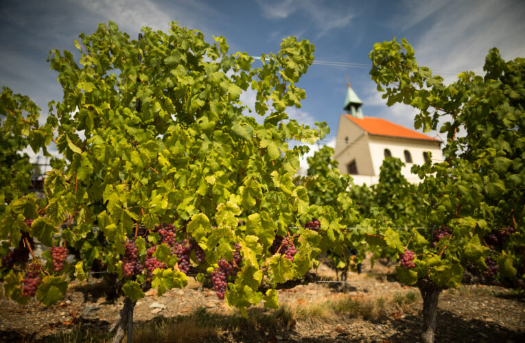 Konec léta v botanické zahradě ve znamení vinobraní