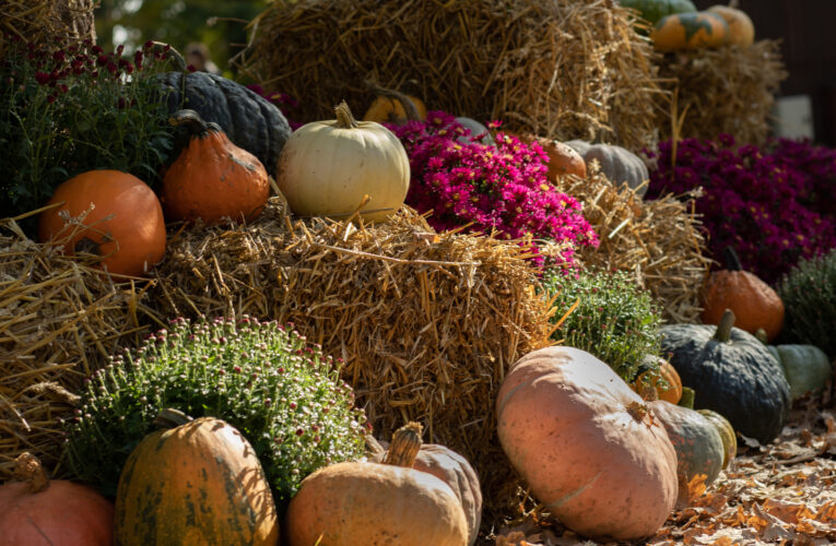 Podzim v botanické zahradě bude barevný. Rozzáří jej dýně, čaj i skleněné květy