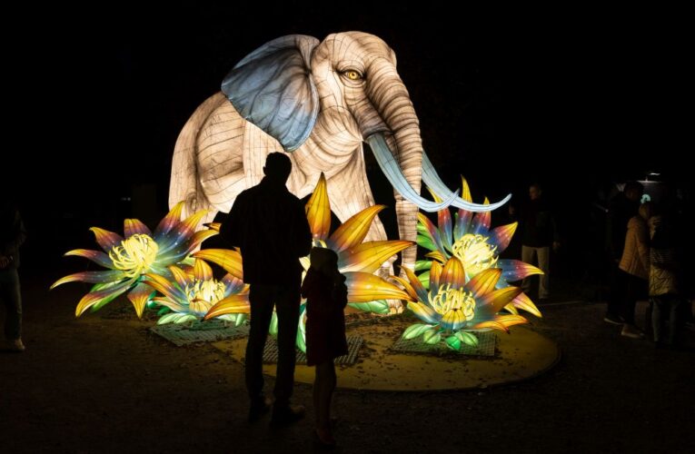 Světelná zoo začíná už zítra