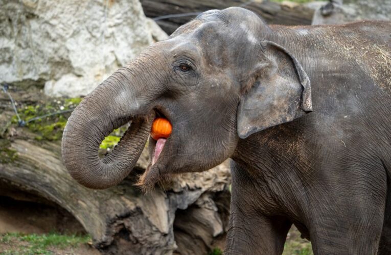 Prázdninové dýňové hody v Zoo Praha