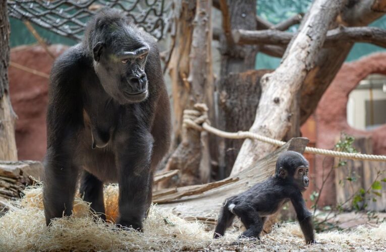 Gaia slaví půl roku. Malá gorilka dohání svou sestru nezvykle rychle