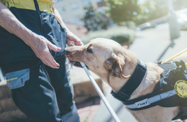 Bílá hůl a vodicí pes – neocenitelní pomocníci nevidomých