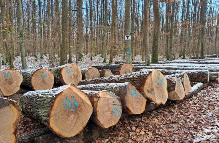 Sezóna dražeb cenného dříví začala