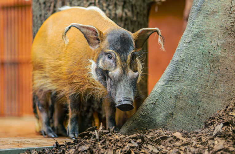 Zlaté prasátko a Štědrý den v Zoo Praha