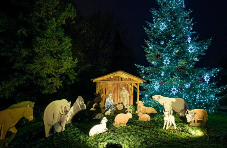 ZOO PRAHA ROZSVÍTILA VÁNOČNÍ STROM A PŘEDSTAVILA LETOŠNÍ SIROTKY