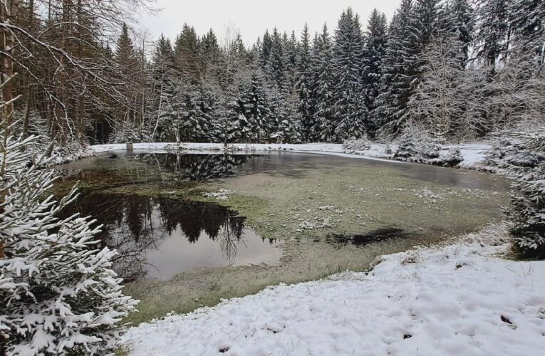 Písařův rybník obnovily v západních Čechách Lesy ČR
