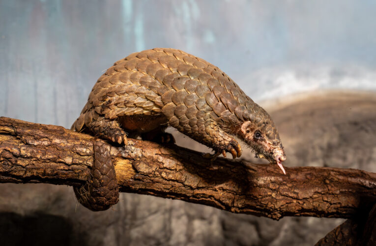 Pololetní prázdniny v Zoo Praha a oslava druhých narozenin Šišky