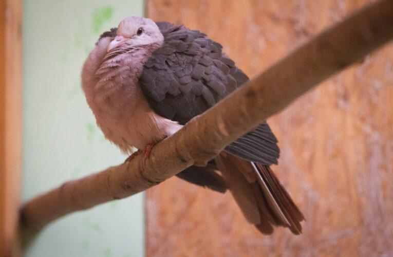 Zoo Praha si připomíná 100 let od narození Geralda Durella. Známý spisovatel a přírodovědec se Zasadil o záchranu holubů růžových, které pražská zoo úspěšně odchovává.