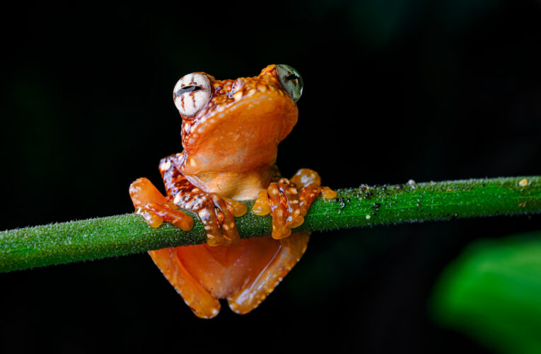 Mistryně v maskování a plachtění. Zoo Praha nově chová létavky černoblanné.