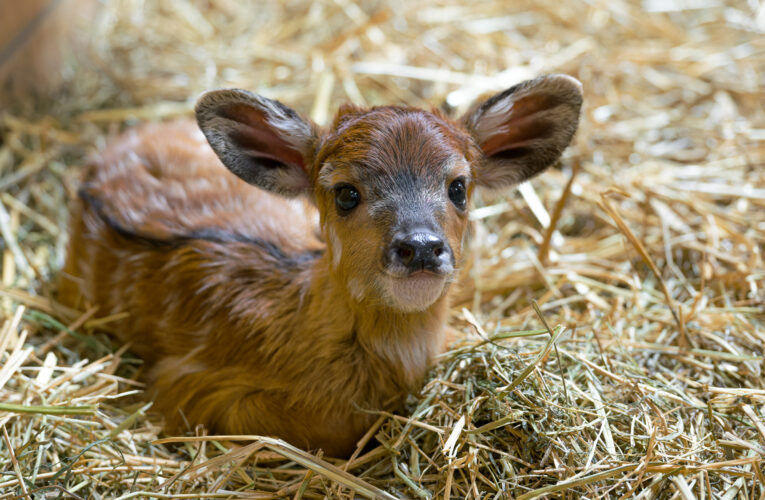 Prvním mládětem roku 2025 je sitatunga