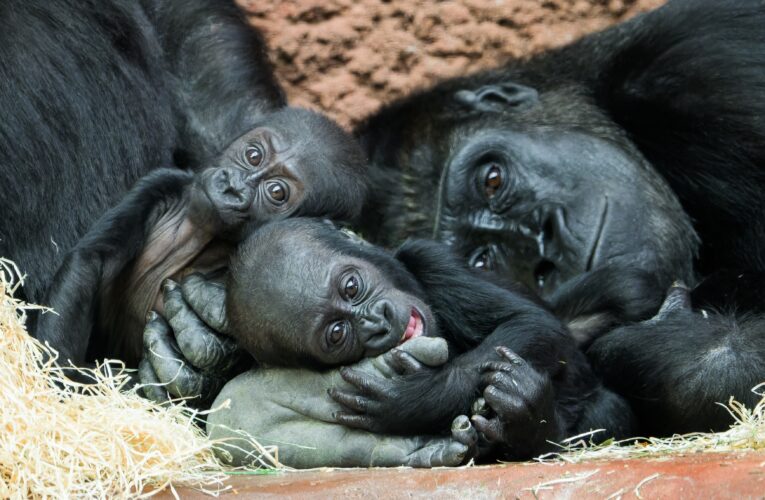Mobi slaví první narozeniny