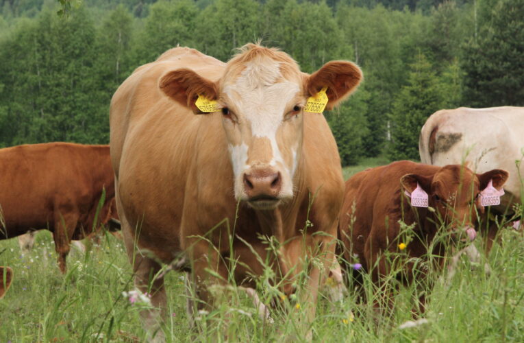 EVROPSKÁ KONFERENCE O AUTOMATIZACI CHOVU SKOTU