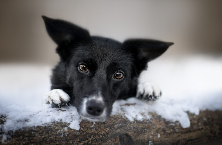 Jak poznat, že je psovi venku zima?  Podle těchto pěti příznaků!