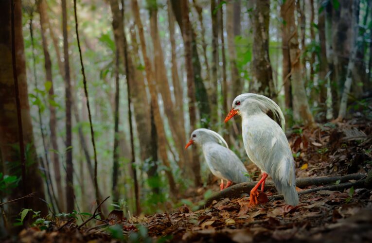 Czech Photo vyhlašuje devátý ročník soutěže pro fotografy přírody Czech Nature Photo