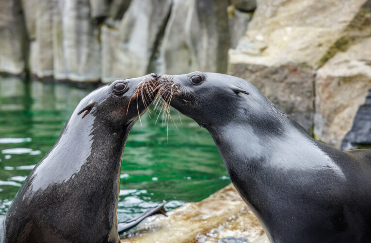 Valentýnský víkend v Zoo Praha