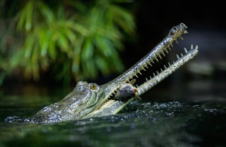 Odzimování plazů v Zoo Praha