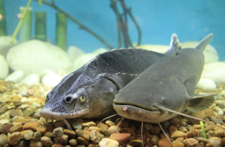 FOR FISHING 2025: Největší rybářský veletrh ve střední Evropě startuje! Praha se ve dnech 20. až 23. února 2025 opět stane hlavním městem rybářů.