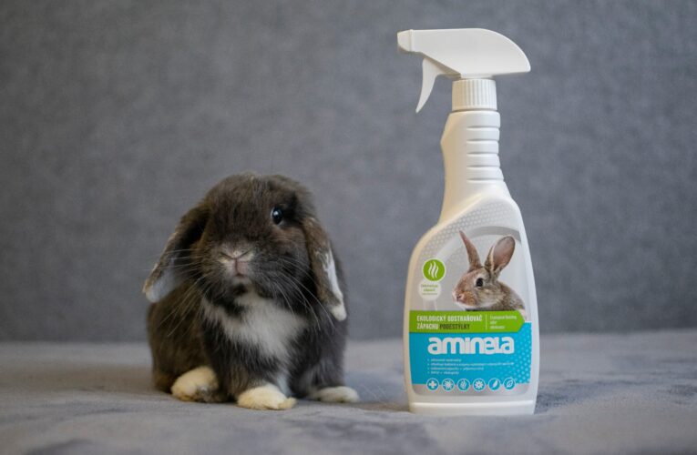 Jak na jarní úklid s mazlíčky? Vyzkoušejte náš návod!