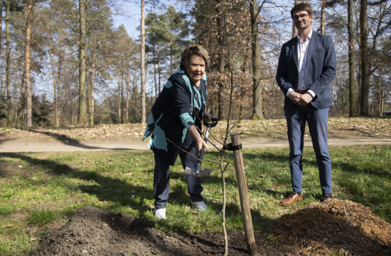 Legendární herečka Jiřina Bohdalová má v botanické zahradě v Troji svůj strom, vysadila elegantní davidii