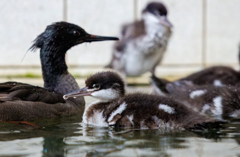 V Zoo Praha se vylíhla nejvzácnější kachňata světa