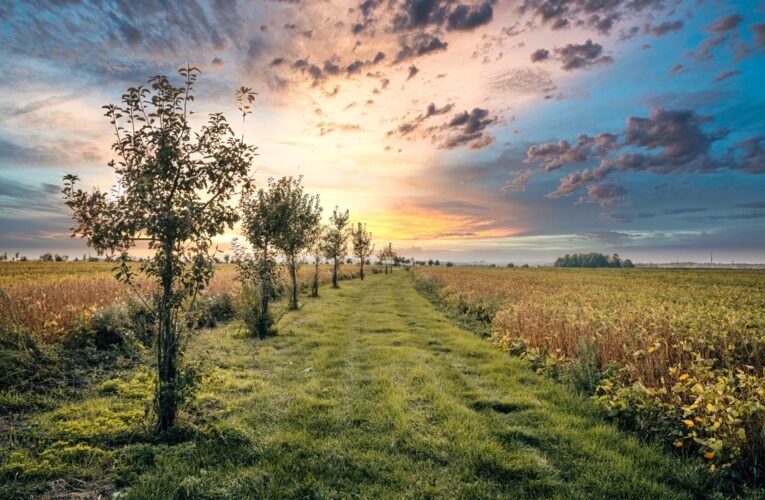 Čtyři důvody, proč investovat do zemědělské půdy v roce 2025