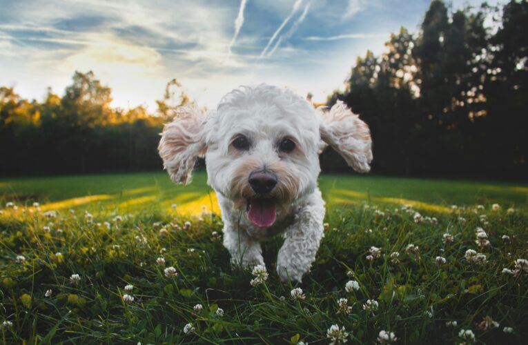 10 projevů šťastného psa.