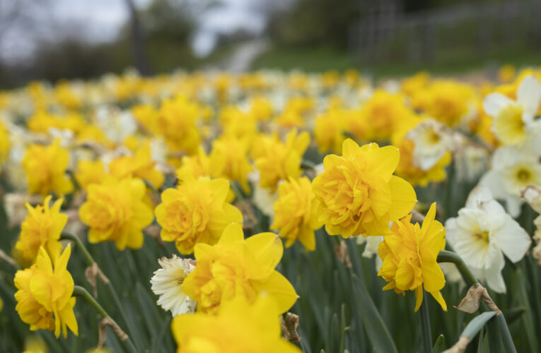 Botanická zahrada v Troji zve na velikonoční procházku rozkvetlými expozicemi a na výstavu tropických motýlů
