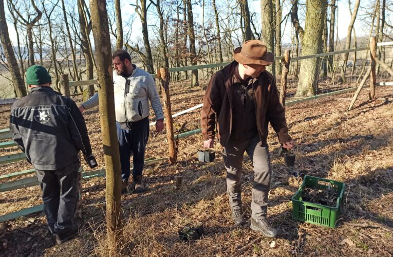 Ochránci přírody sází na Žehuňsku vzácné duby „šípáky“