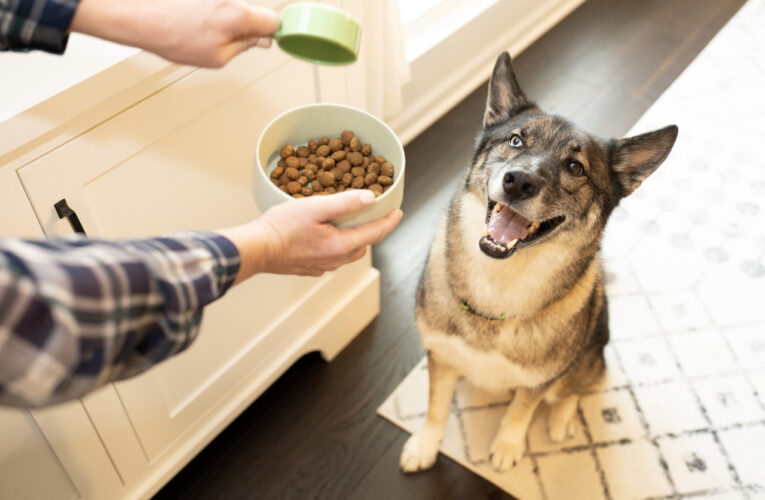 Jak oslavit Velikonoce se psem nebo kočkou?
