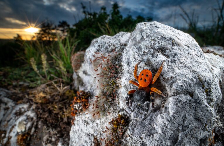 Snový snímek zimní přírody se stal fotografií roku devátého ročníku Czech Nature Photo a stal se součástí výstavy s podtitulem „Kde příroda vládne“ na Pražském hradě