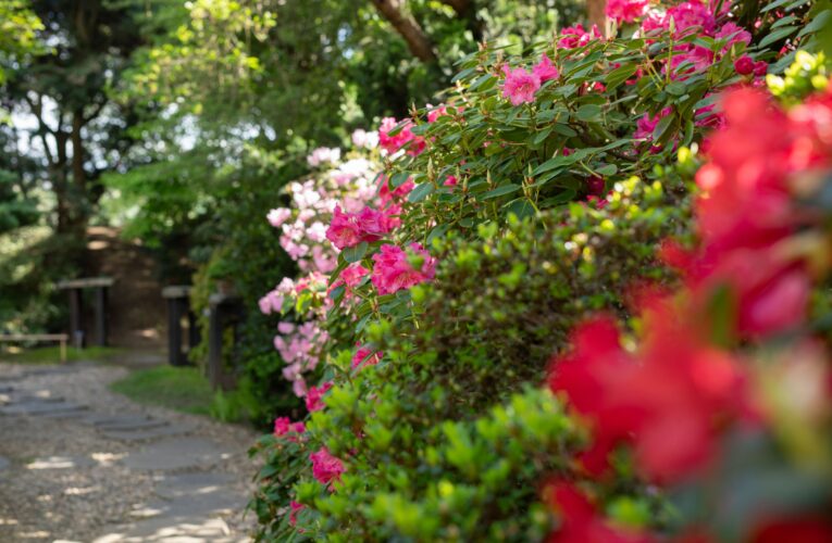 Do Botanické zahrady Praha za pivoňkami a za motýly