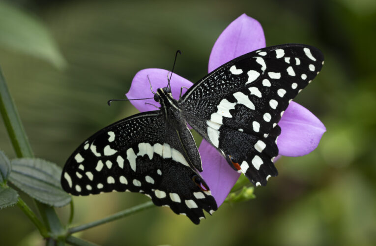 Výstava Motýli: Kouzlo přitažlivosti ve skleníku Fata Morgana má před sebou posledních pět dní, koná se do neděle 25. května