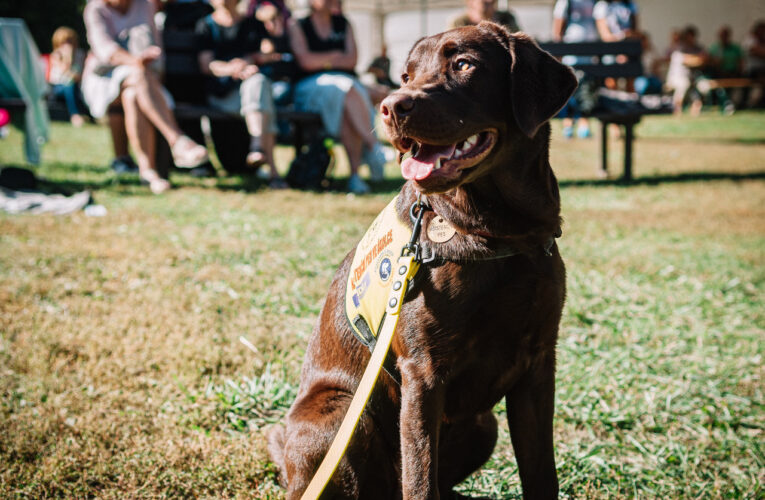 „Promiňte, sem psi nesmí!“ A co když je to asistenční pes, který právě pracuje?