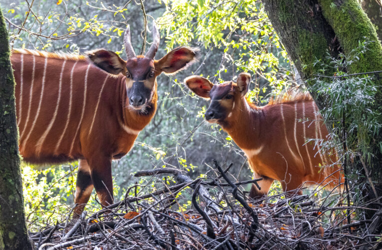 Den bongů a Den dětí v Zoo Praha