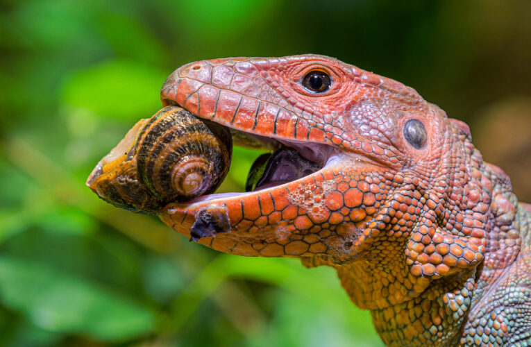 Zoo Praha obnovila chov šnekožravých ještěrů dracén krokodýlovitých