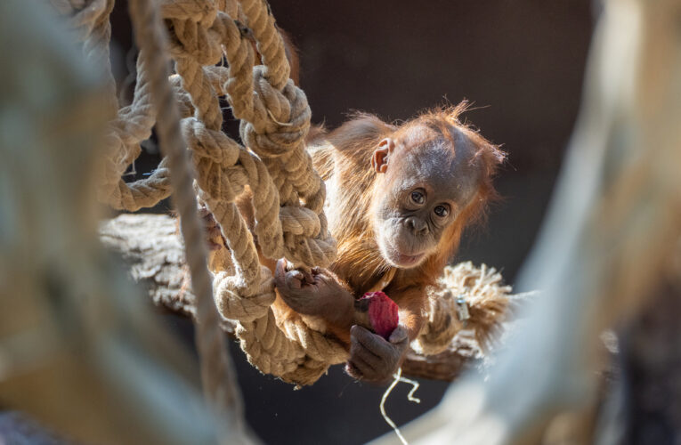 Harapan slaví rok na světě. Zoo Praha mu v sobotu předá speciální dárek