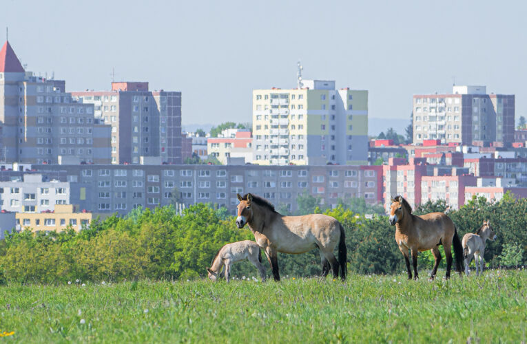 Babyboom hříbat koní Převalského