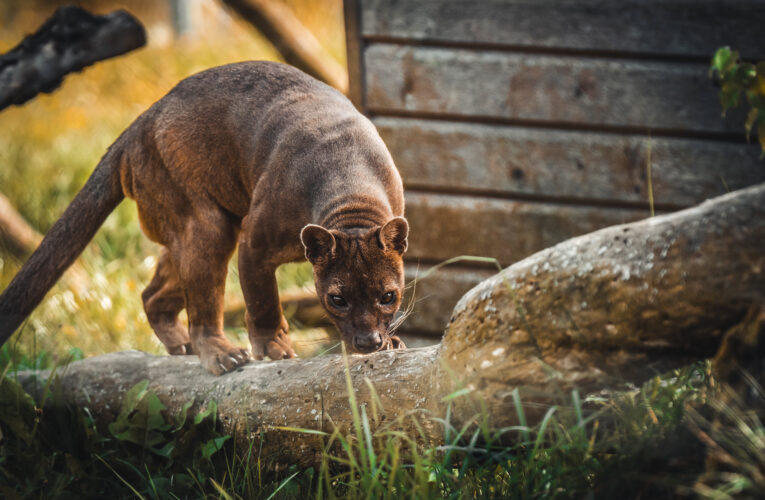 Vzácná fosa Masotra z táborské zoo v sobotu oslaví 13. narozeniny