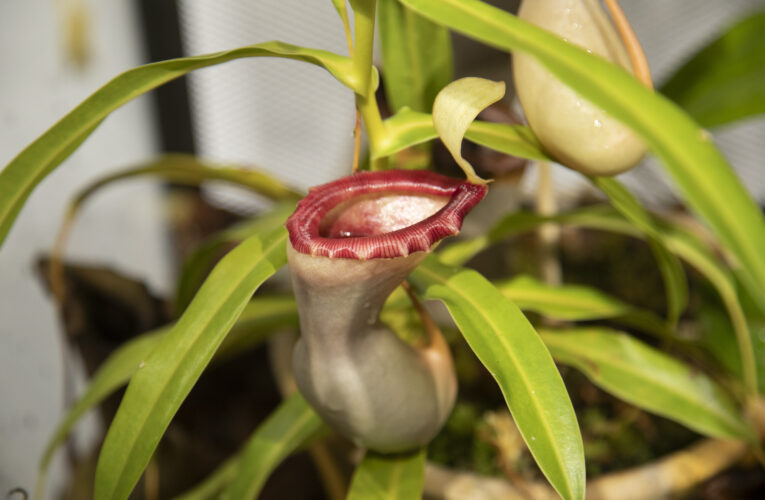 Masožravé rostliny vábí na výstavu v botanické zahradě v Troji