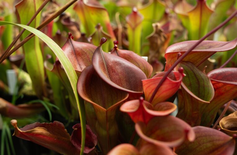 Už za týden začnou masožravky v botanické zahradě v Troji vábit návštěvníky na své pasti