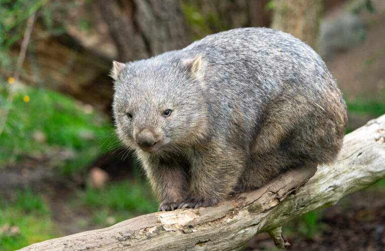 Den s vombaty v Zoo Praha