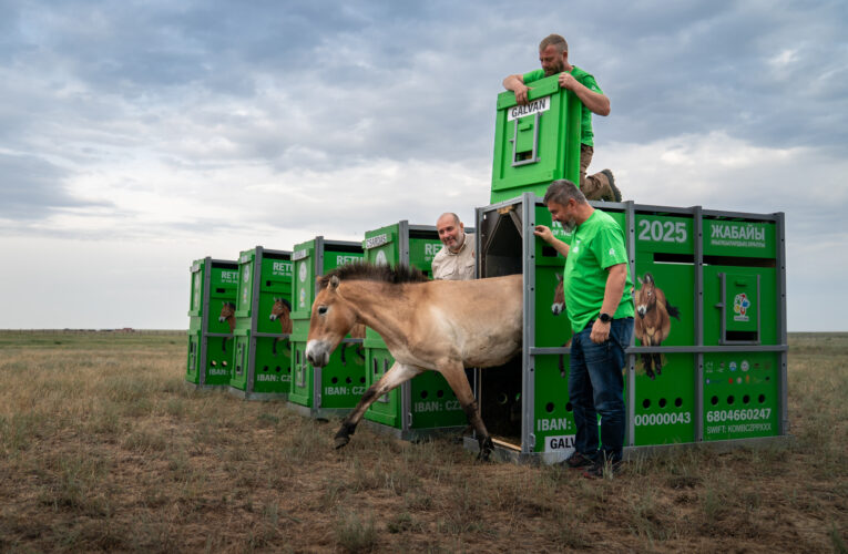 Zoo Praha dovezla do Kazachstánu dalších sedm koní Převalského
