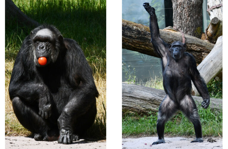 Komentované krmení šimpanzů v plzeňské ZOO